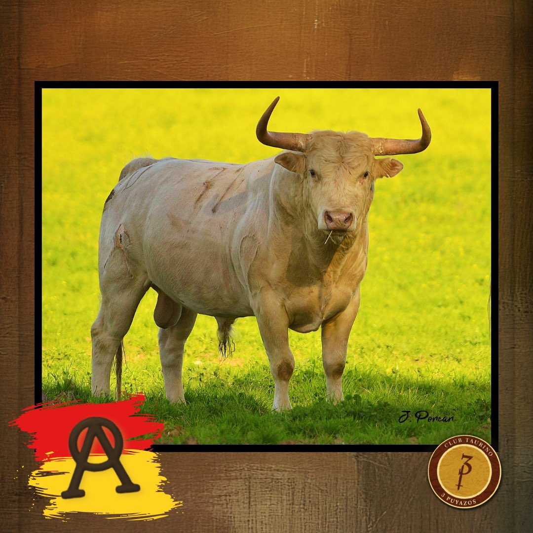 3Puyazos tweet media