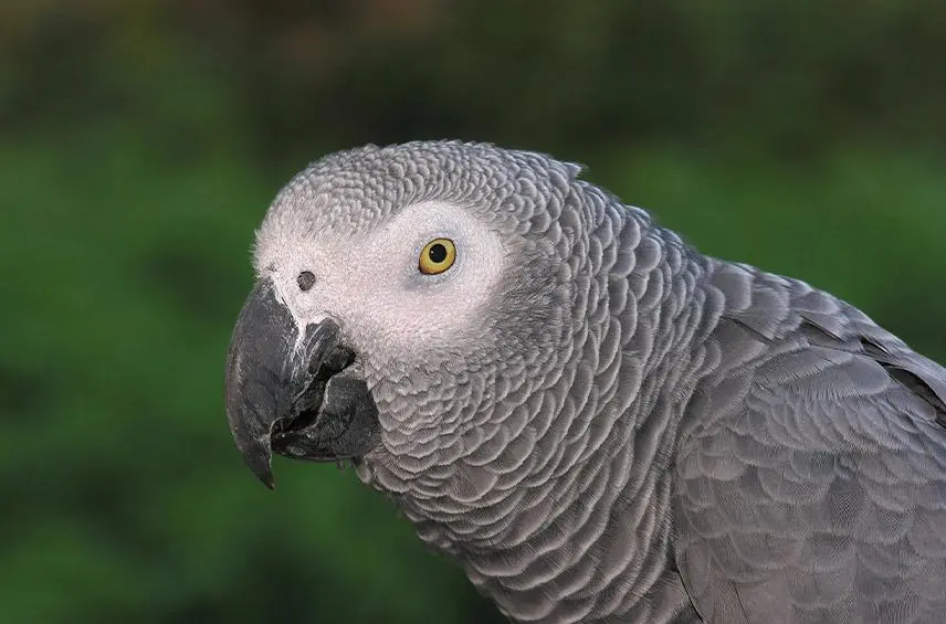 MALACARA tweet media