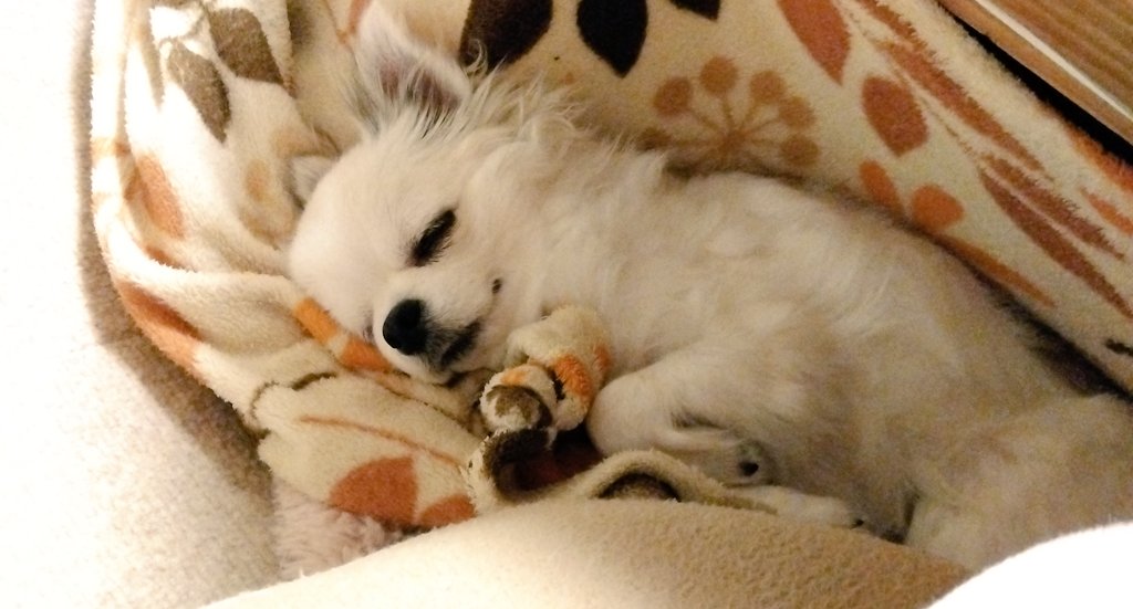 きなこ tweet media