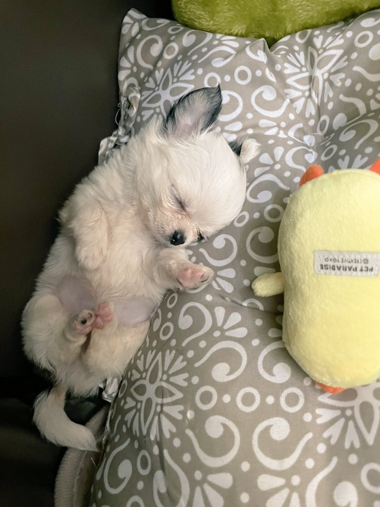 きなこ tweet media