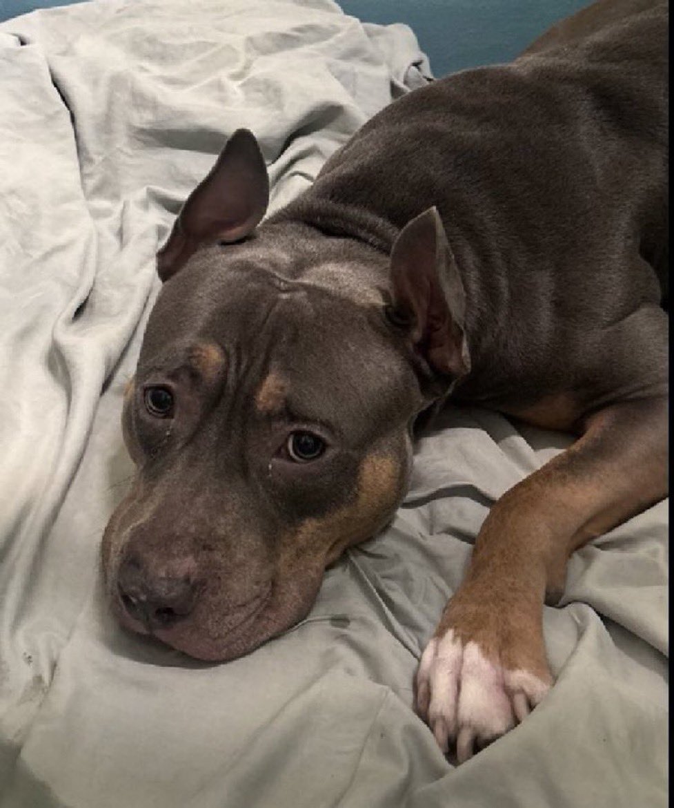 Moishe's Mom tweet media