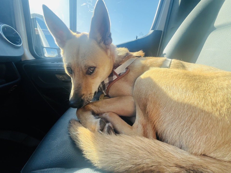 Doge Van tweet media