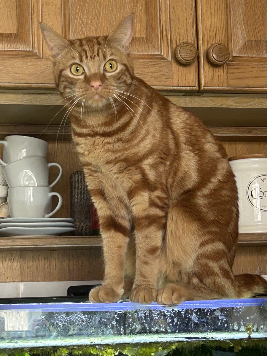 D.V. Catt tweet media