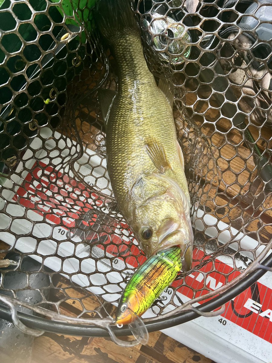 madanikowai7's tweet photo. tact137でデカバス釣れた🐟
ジャンプした瞬間焦ったけど何とか獲れて一安心😙
体高良くて重たかった〜
タイニーでもクランキングで40upが釣れたけどその後1匹バラし😭
雨の日寒いけど楽しい🥶
#plotz
#tact137
#デカタクト
#タイニークラッシュ
#たまらん https://t.co/W4wvNpy2YG