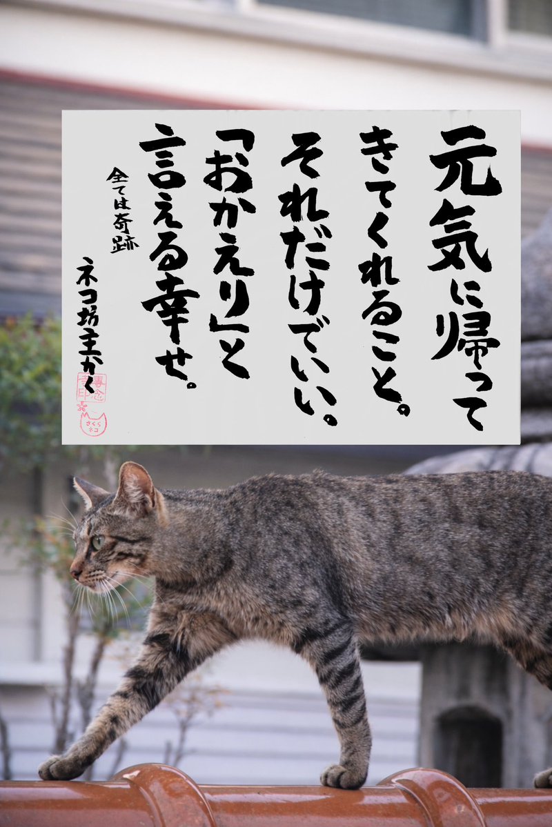 専念寺/ネコ坊主 tweet media