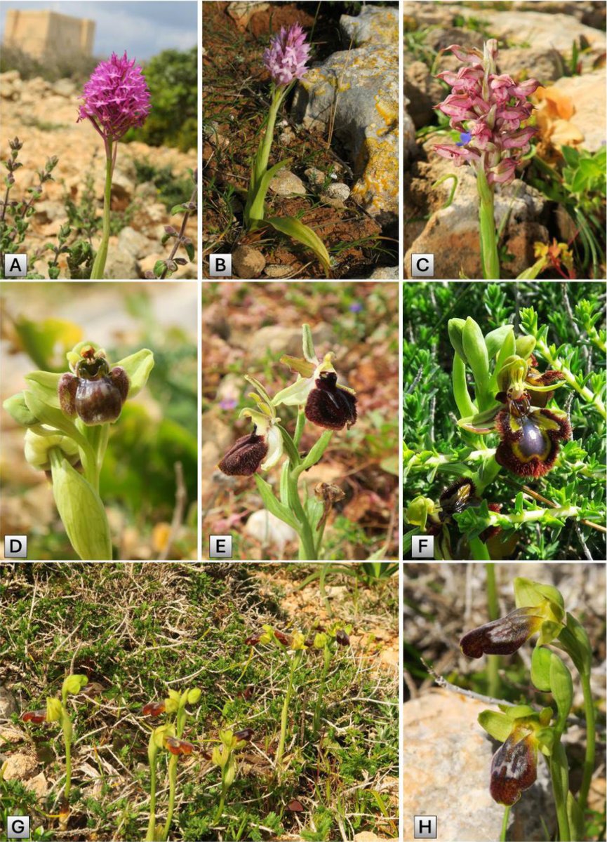 PhytoKeys tweet media