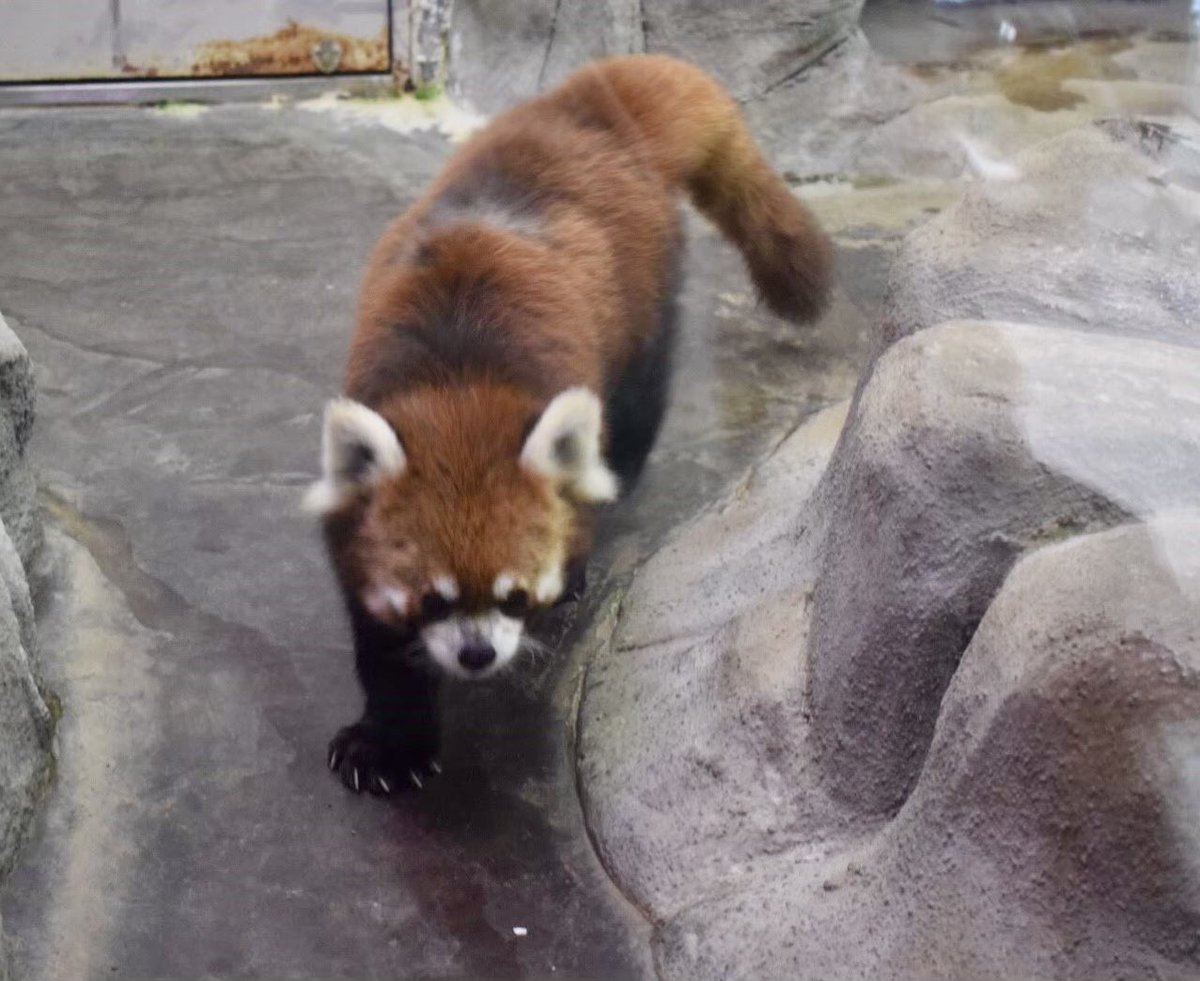 pantarou0141's tweet photo. 2018年

天王寺デビューから間もない頃のさくちゃん！
と、ブレてるけどシュウナさん❣️ https://t.co/Vn9TmMg8gx