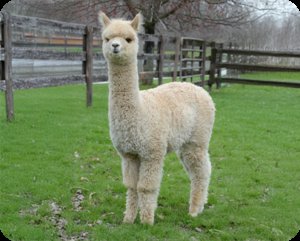 MirandaFelli's tweet image. Buon pomeriggio!