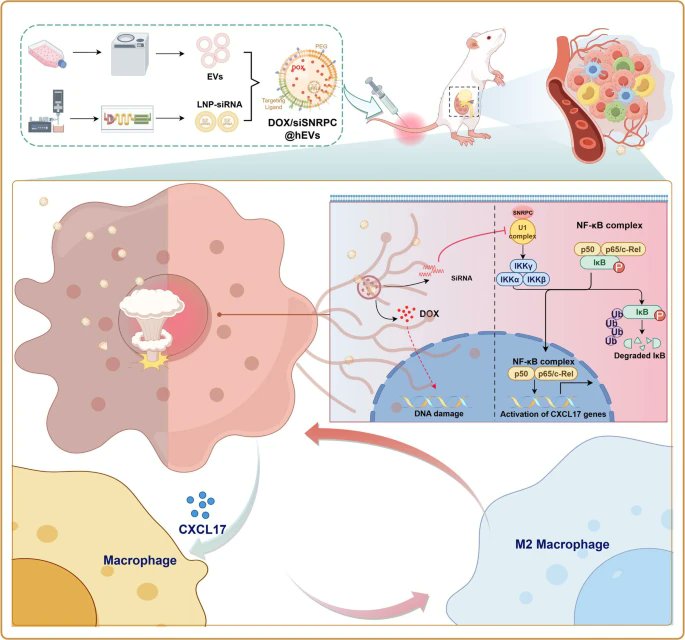 Journal of Experimental & Clinical Cancer Research tweet media