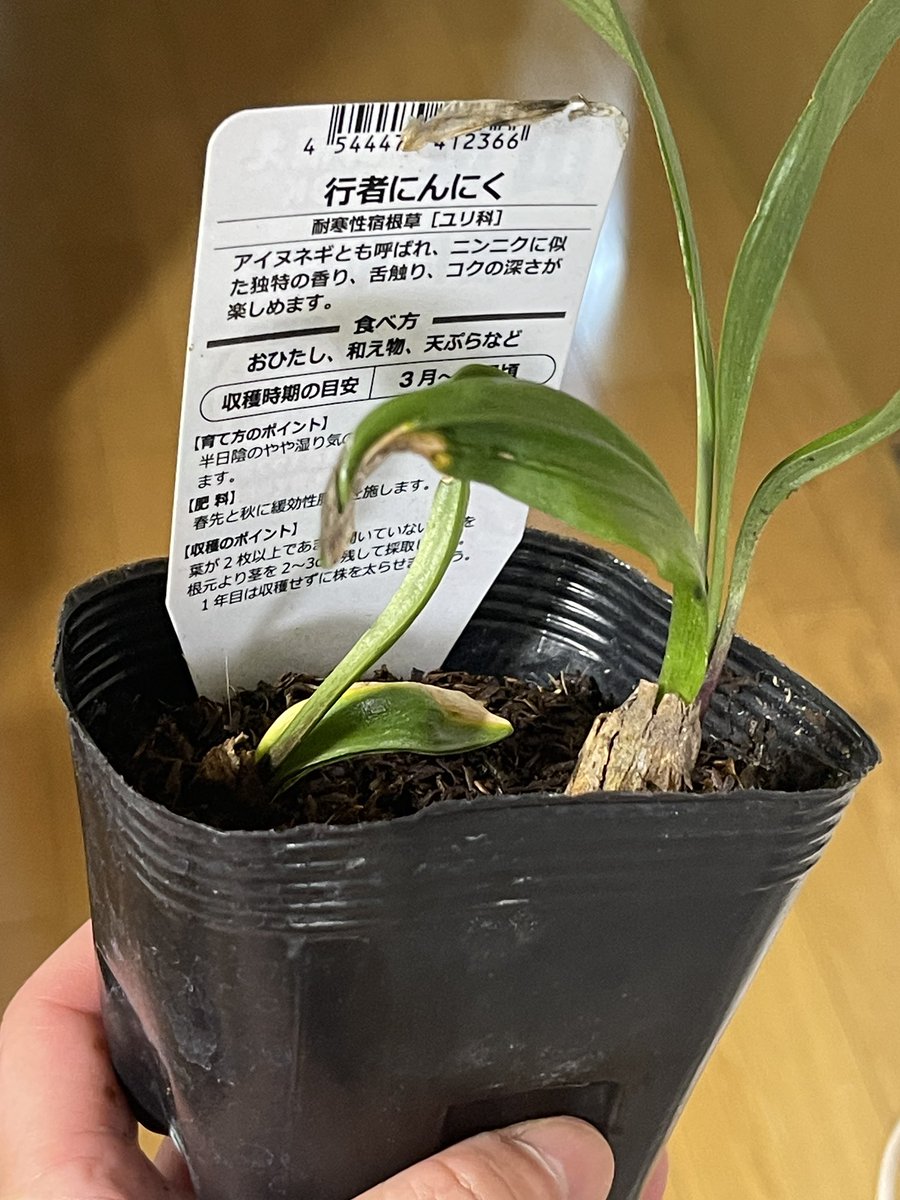 みなせ ★C107は抽選漏れ_★庭付戸建★某A産業リクルーター tweet media