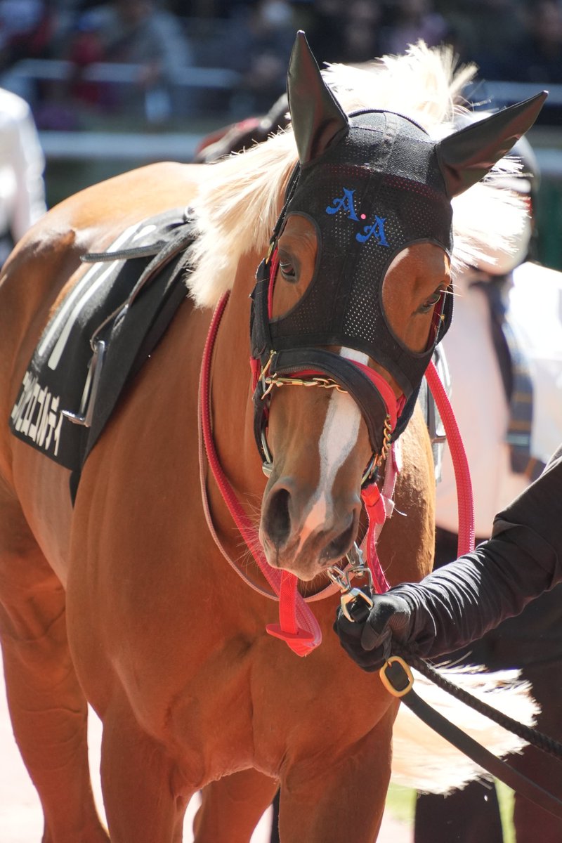 コロン(Coron) tweet media