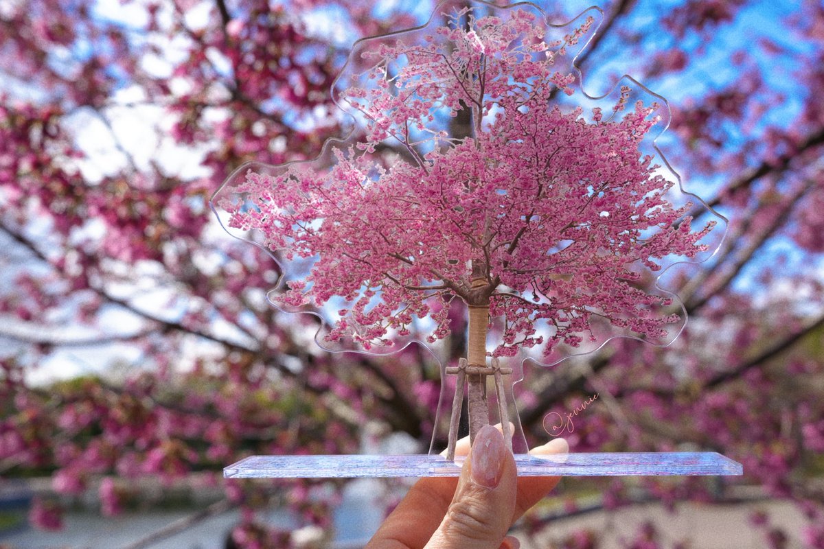 HANYUAHOLIC's tweet photo. 连续四年、#ゆづ桜 の満開を見ることができた。
本当にえらい桜。ほとんどのゆづ民が仙台に到着する日まで、しっかり咲いてくれた！

#羽生結弦 #YuzuruHanyu𓃵 #REALIVE https://t.co/4lHaGpuCvn