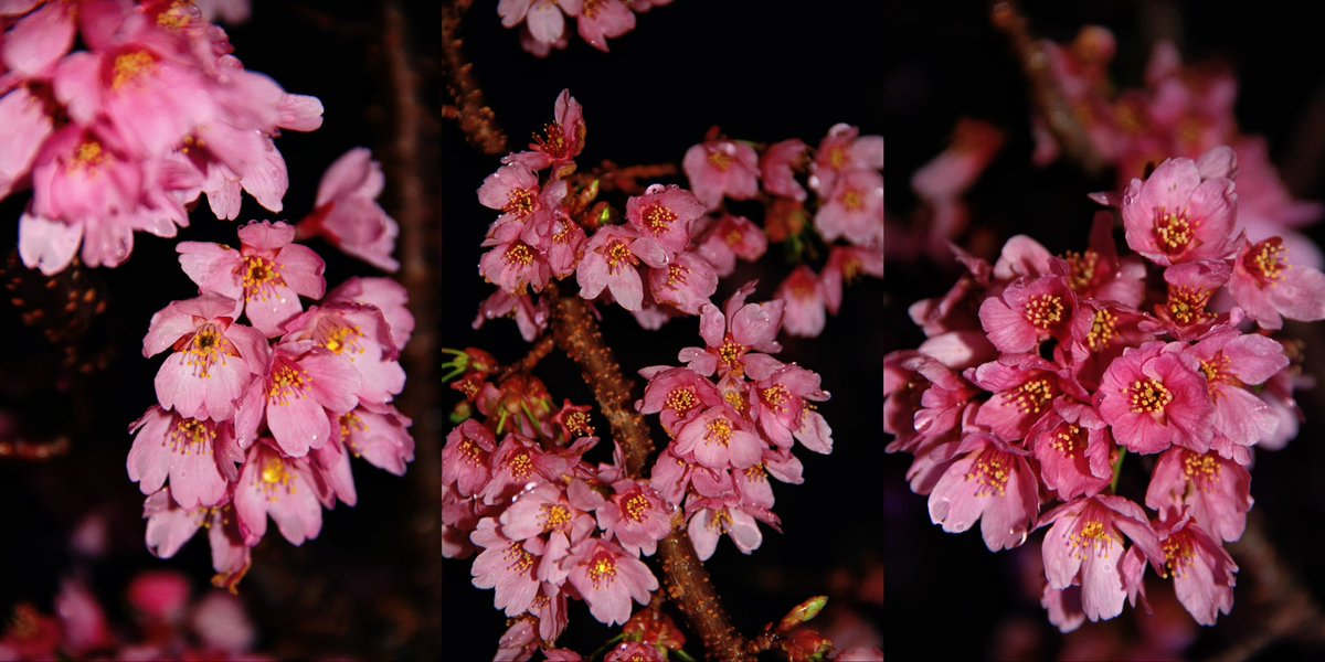 HANYUAHOLIC's tweet photo. 连续四年、#ゆづ桜 の満開を見ることができた。
本当にえらい桜。ほとんどのゆづ民が仙台に到着する日まで、しっかり咲いてくれた！

#羽生結弦 #YuzuruHanyu𓃵 #REALIVE https://t.co/4lHaGpuCvn