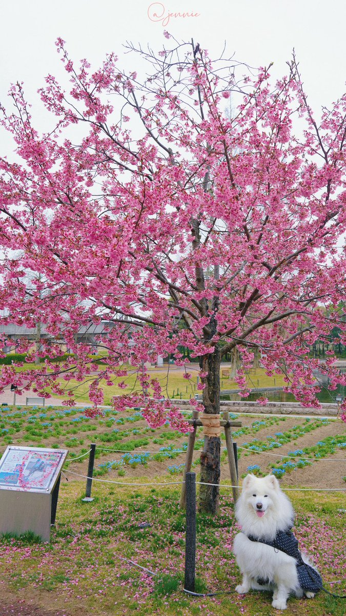 HANYUAHOLIC's tweet photo. 连续四年、#ゆづ桜 の満開を見ることができた。
本当にえらい桜。ほとんどのゆづ民が仙台に到着する日まで、しっかり咲いてくれた！

#羽生結弦 #YuzuruHanyu𓃵 #REALIVE https://t.co/4lHaGpuCvn