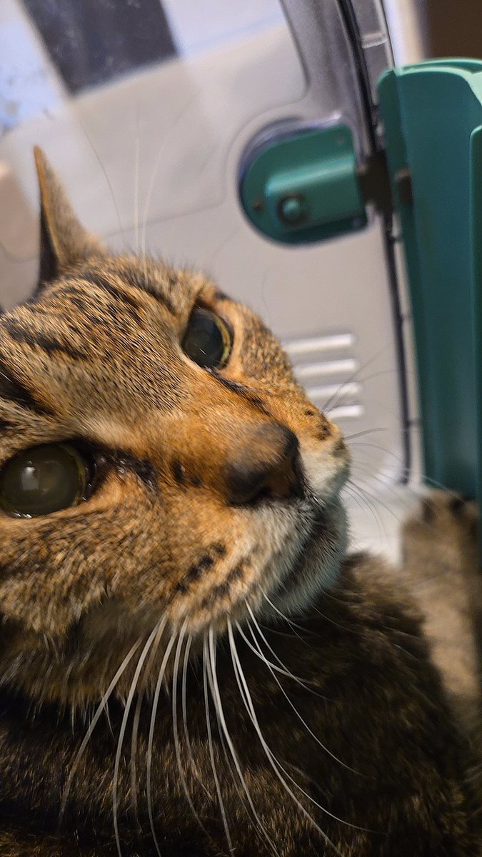 サフラン tweet media