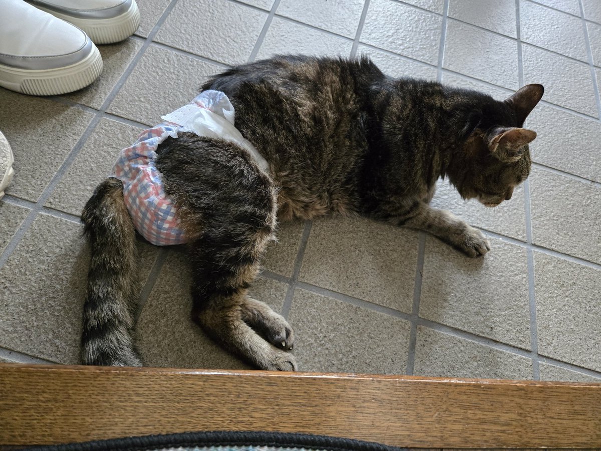 サフラン tweet media