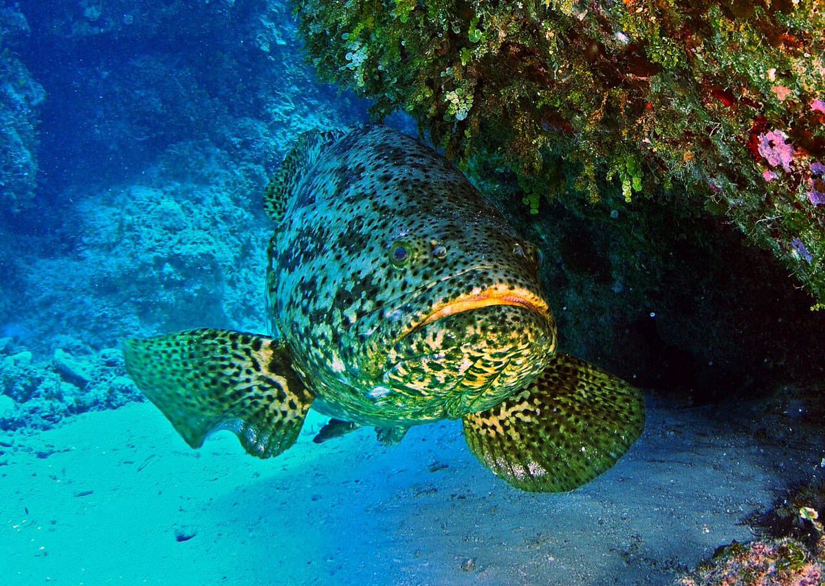ANAPRAHAITI's tweet photo. Epinephelus itajara, le Mérou goliath, (anciennement poisson-juif) est l'une des deux espèces de mérous géants avec Epinephelus lanceolatus. Epinephelus itajara peut atteindre 2,50 mètres pour 455 kg. Il compte parmi les plus grosses espèces de poissons au monde et reste menacé. https://t.co/k7ou7ZLw2Y