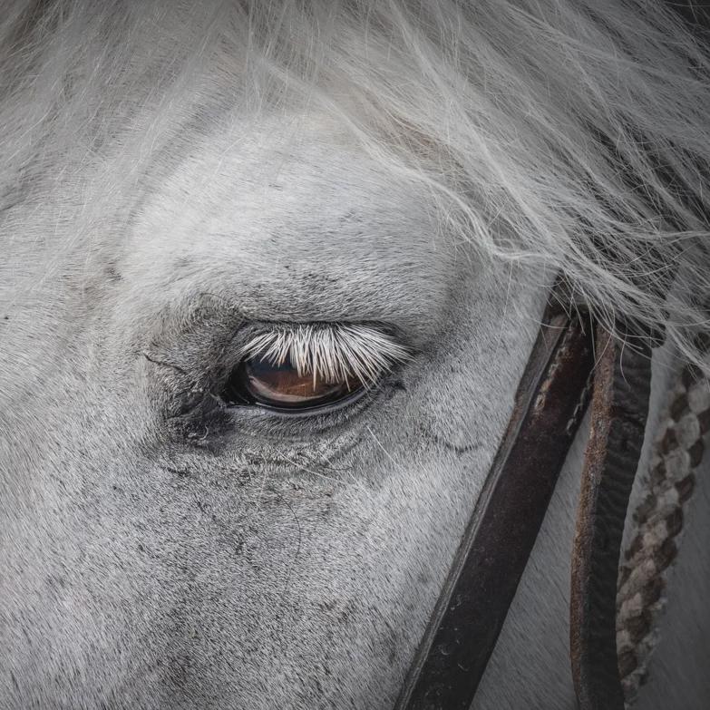 フケロウフレンズno.87 tweet media