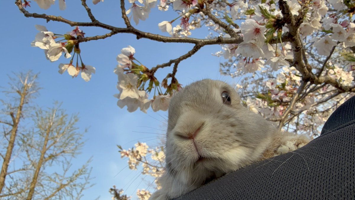 M20200726's tweet photo. 来年も皆んなでお花見できますように🌸

動画でも散歩の様子撮ってるよ

https://t.co/wXt6NpmC2e https://t.co/n5gmm7UiS3