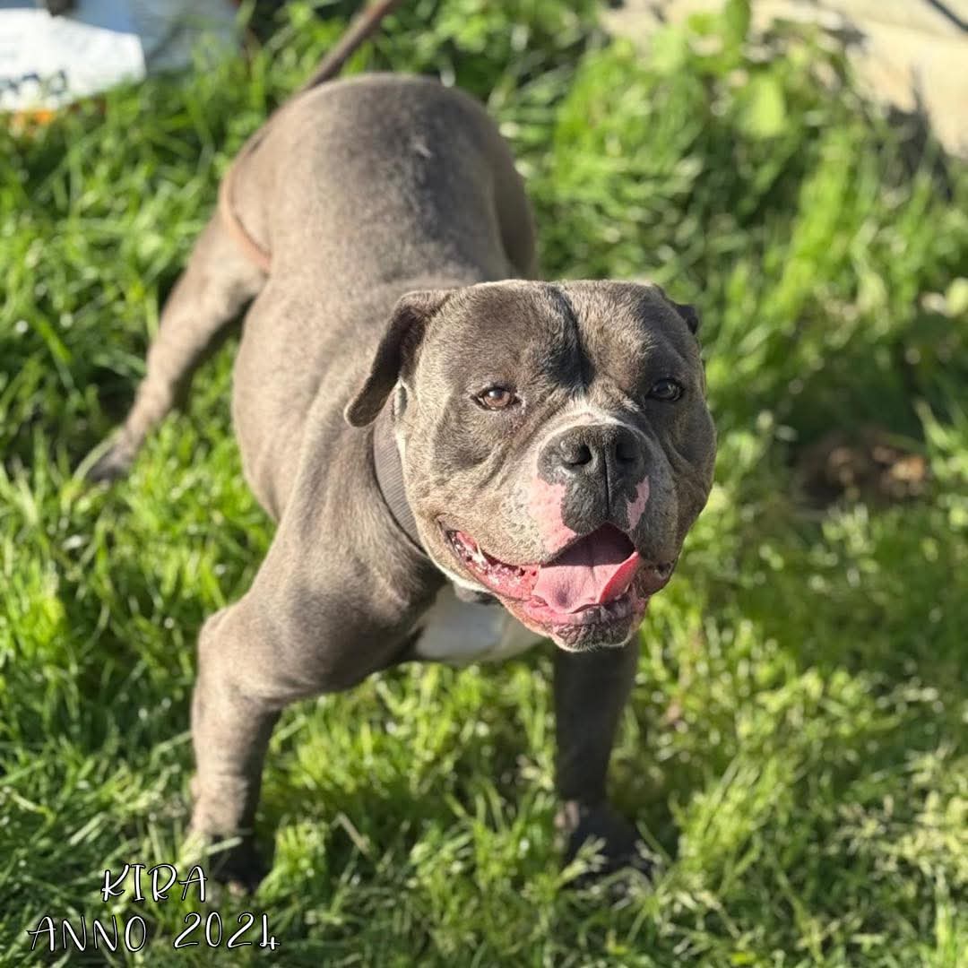 4 Zampe in Volo Aps tweet media