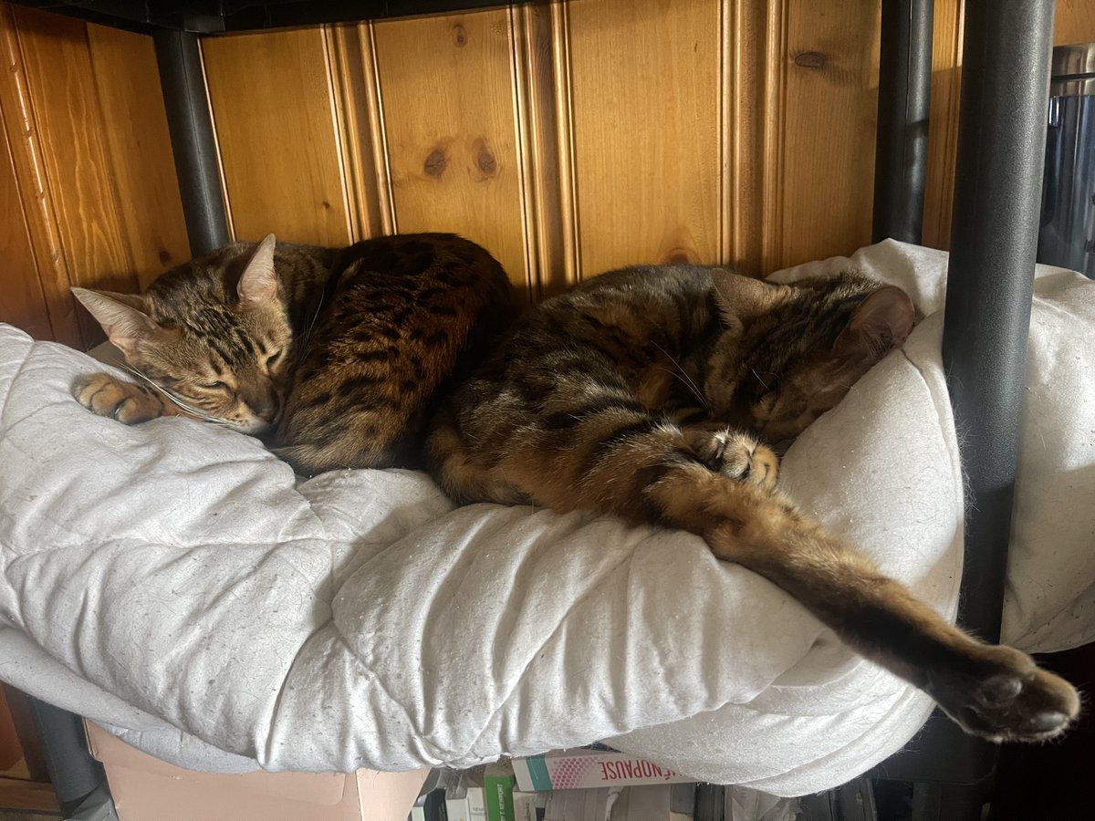 Swiss_Cathy's tweet image. Ça schlaff dur 🥰 #Rico #Max 

#Bonjour #X 👋🏼😁