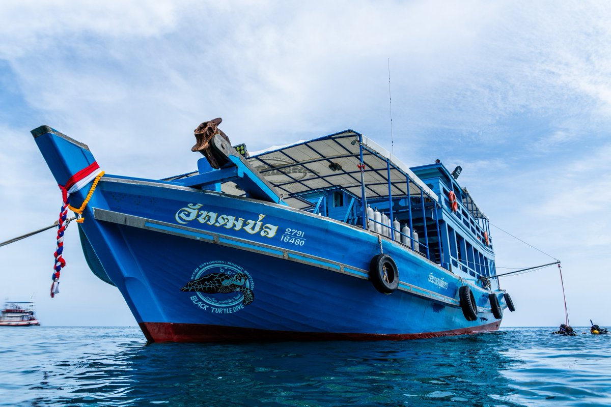 The Funky Turtle® tweet media