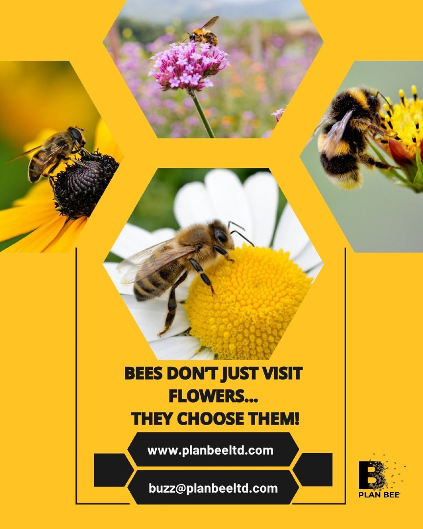 Plan Bee Ltd tweet media