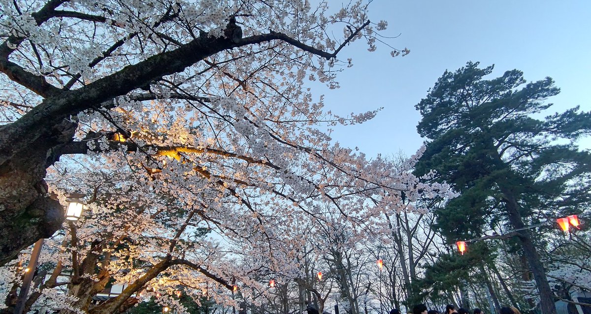 ひとり夜桜してきた🌸