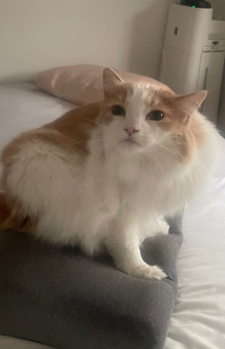 BLACK★STAR tweet media