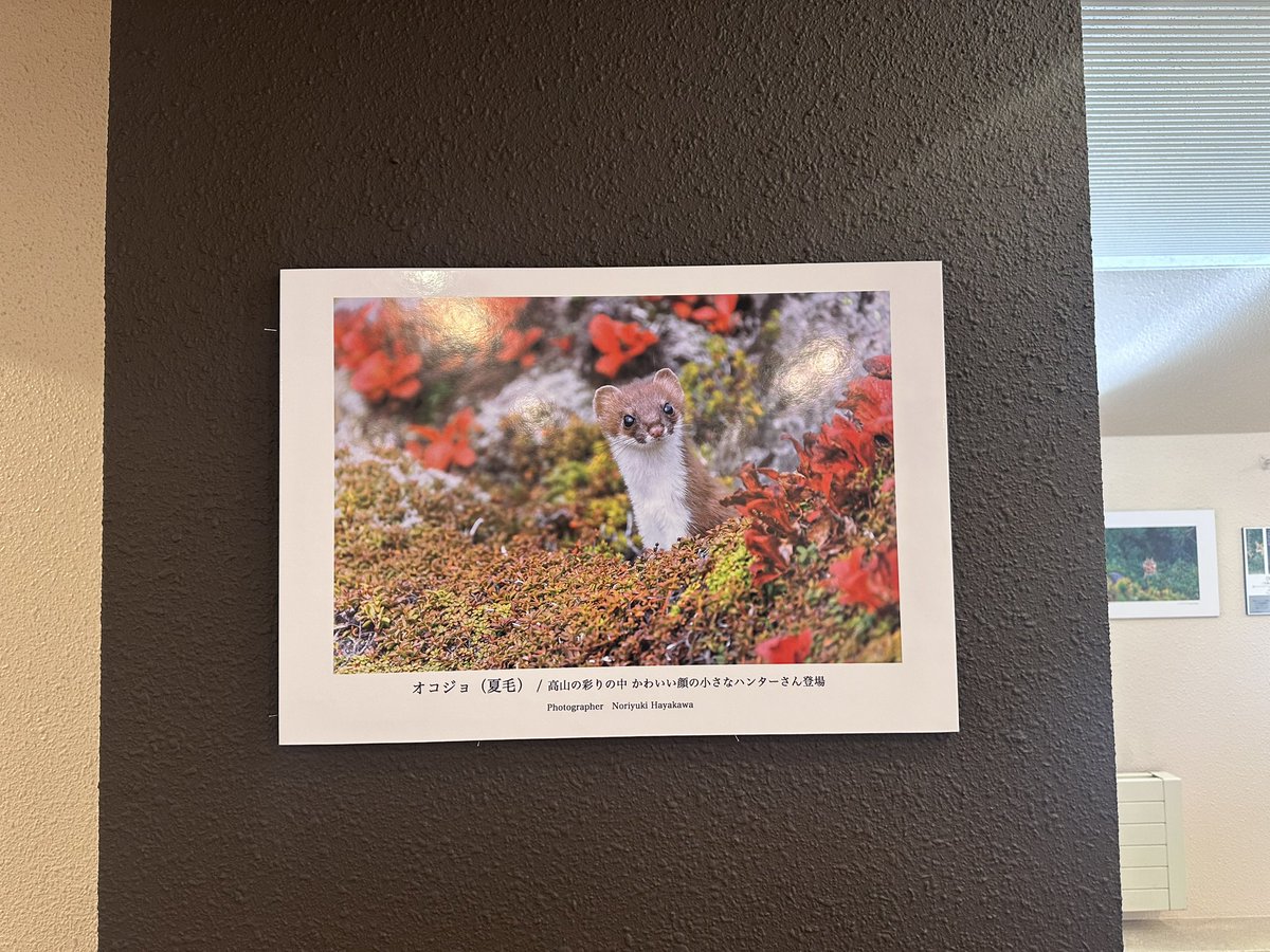 知床ドリーム tweet media