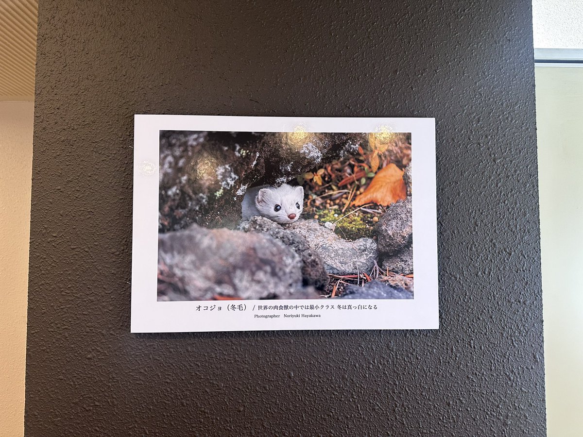 知床ドリーム tweet media