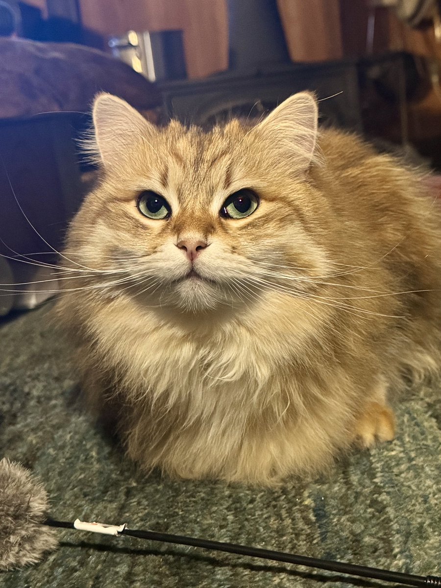 PORTA｜MaineCoon & Siberian (@pusuke44055134) / Posts / X