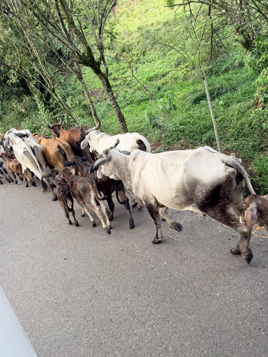 Cosas bonitas que solo ves si vives en la Colombia Profunda.