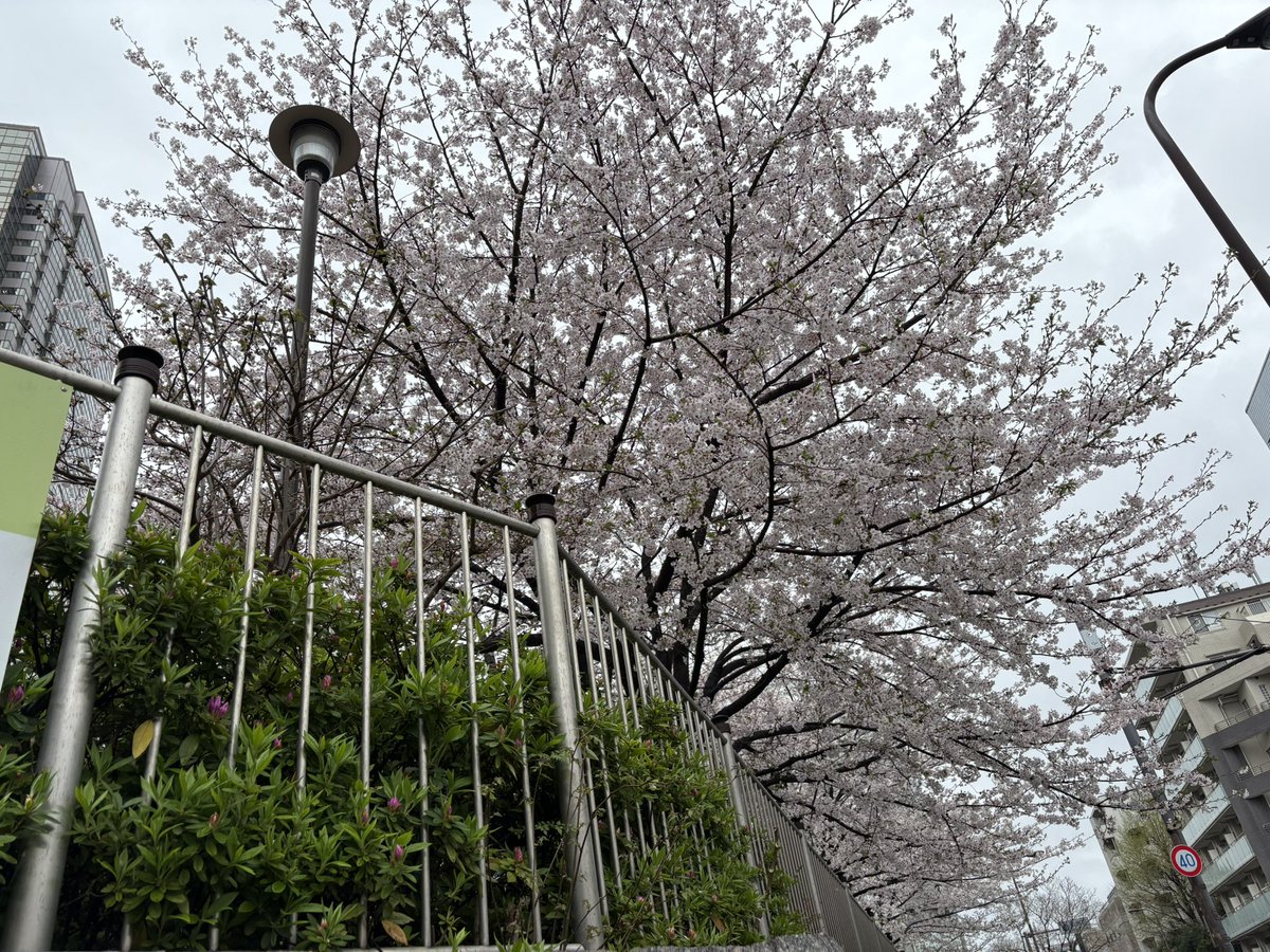 komiya_ff's tweet photo. 桜の季節🌸
結局ずっと変わらず大好きでいるし、これからもそうだと思う🗻
これからもたくさんフジファブリックの曲を聴きながら生きていこう！ https://t.co/pYPbzs41Iz