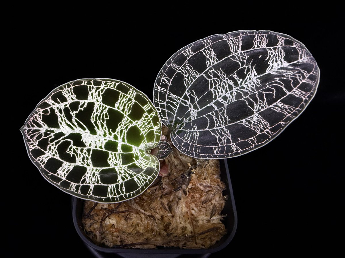 akiraishihara2's tweet photo. Macodes petola 'Platinum'

可愛さと美しさを兼ね備えた植物

#ジュエルオーキッド https://t.co/3JUll6sAuO