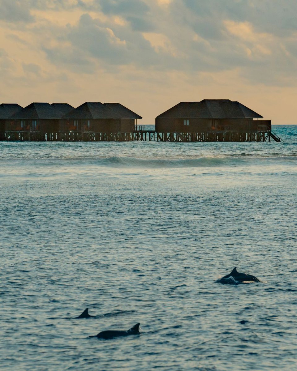 Meeru Maldives tweet media