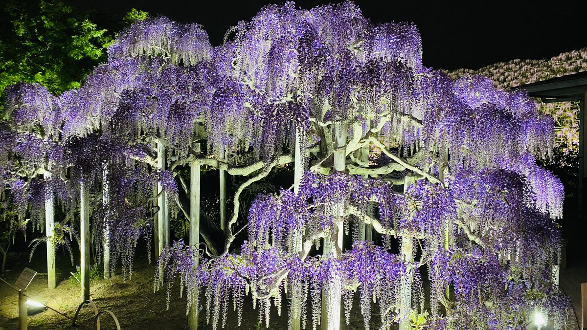 あしかがフラワーパーク【公式】 tweet media