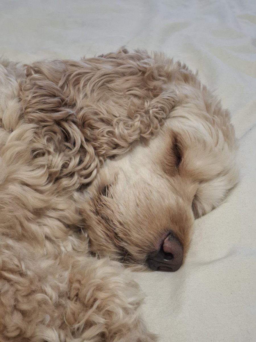 marcosvseabra's tweet photo. Não é por nada, mas meu cãozinho é muito lindinho!

Um anjinho quando dorme, um furacão acordado! https://t.co/KV4iDSqVTc