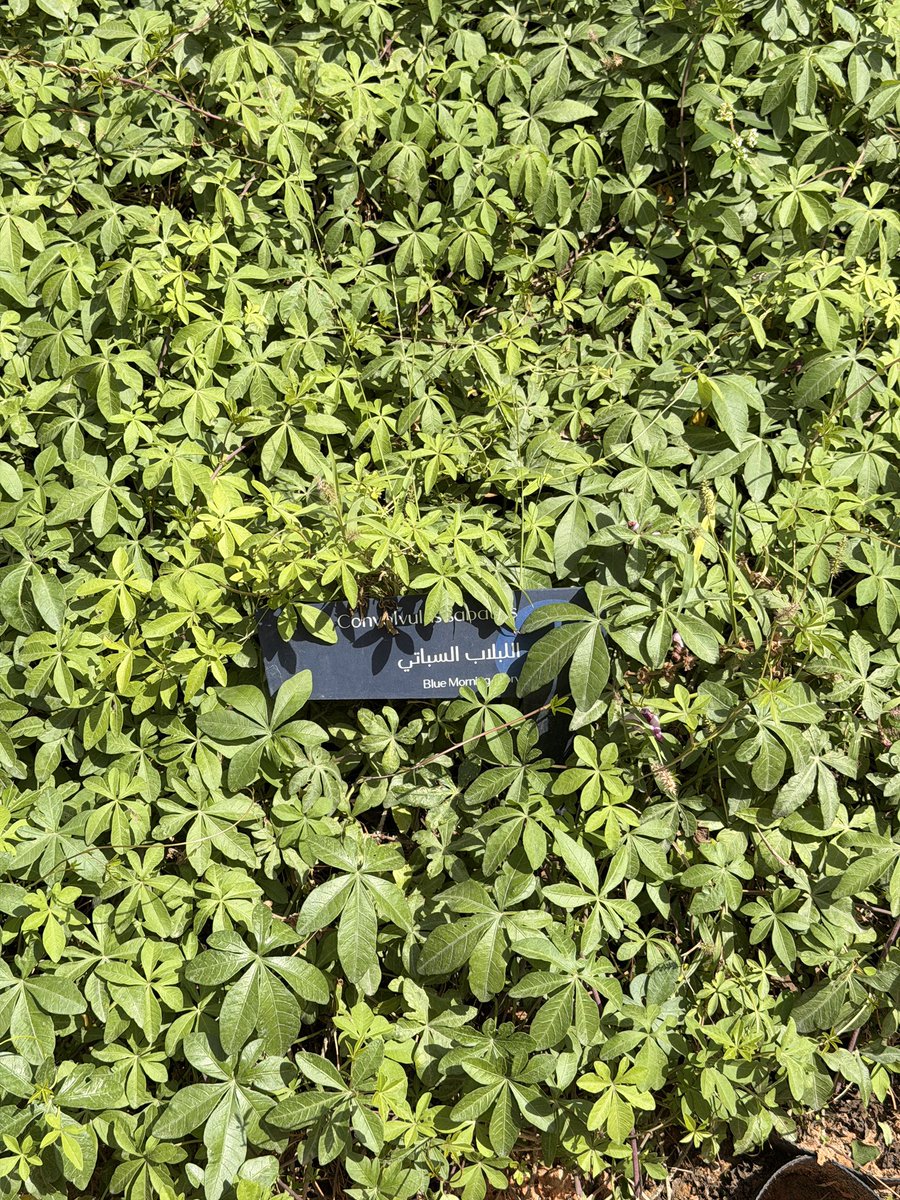 🇸🇦 هياء tweet media