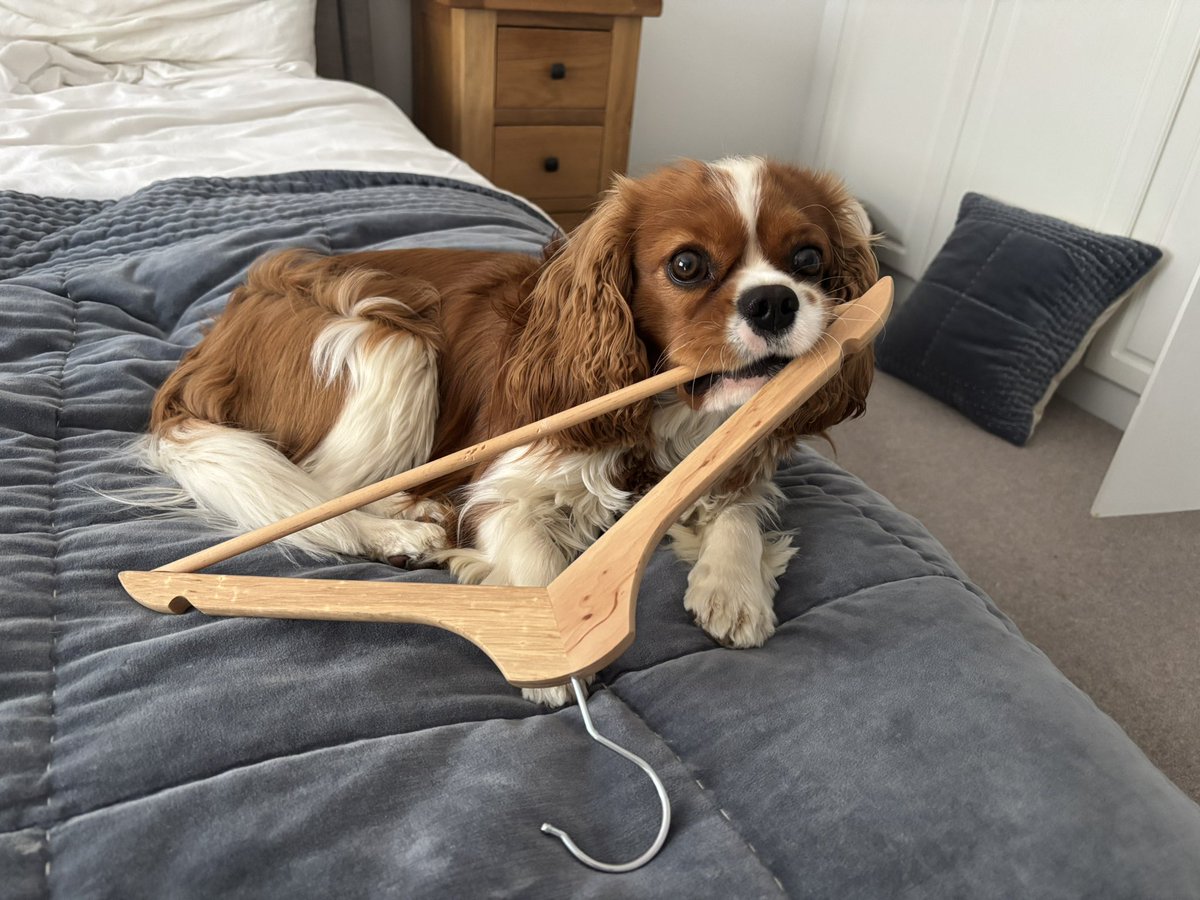 Bentley 🩵 tweet media