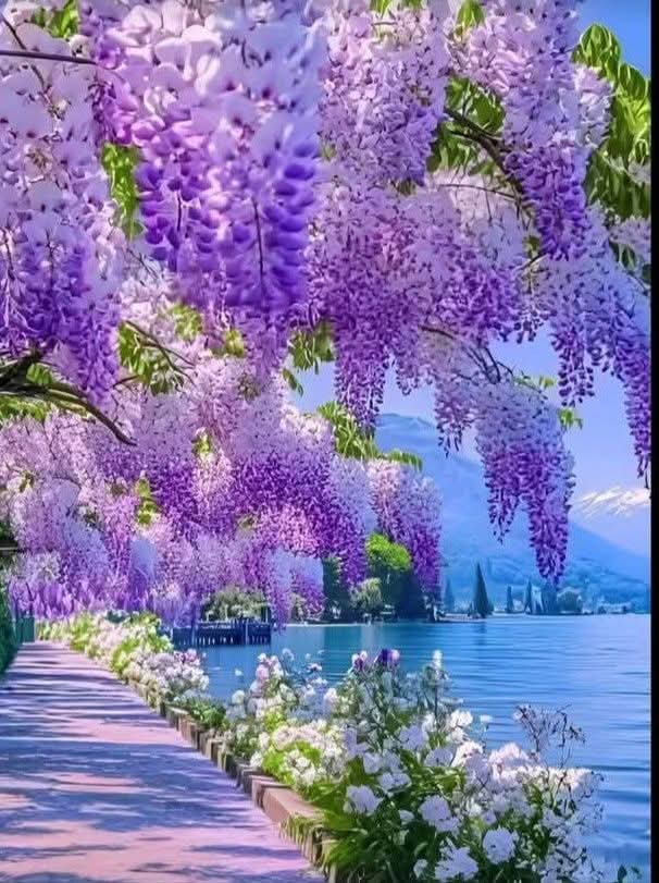 🌺🌼🌿🌼 Ǥ𝓻𝐚zɨa 🌼🌿🌼🌺 tweet media