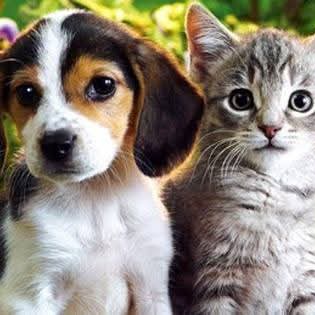 もふもふ天国🙀🐶🎊 tweet media