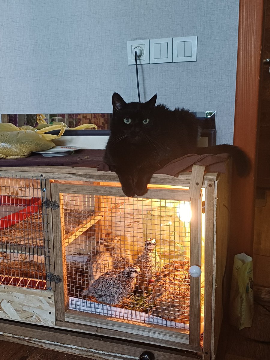 пані Миша 🐭💙💛 tweet media