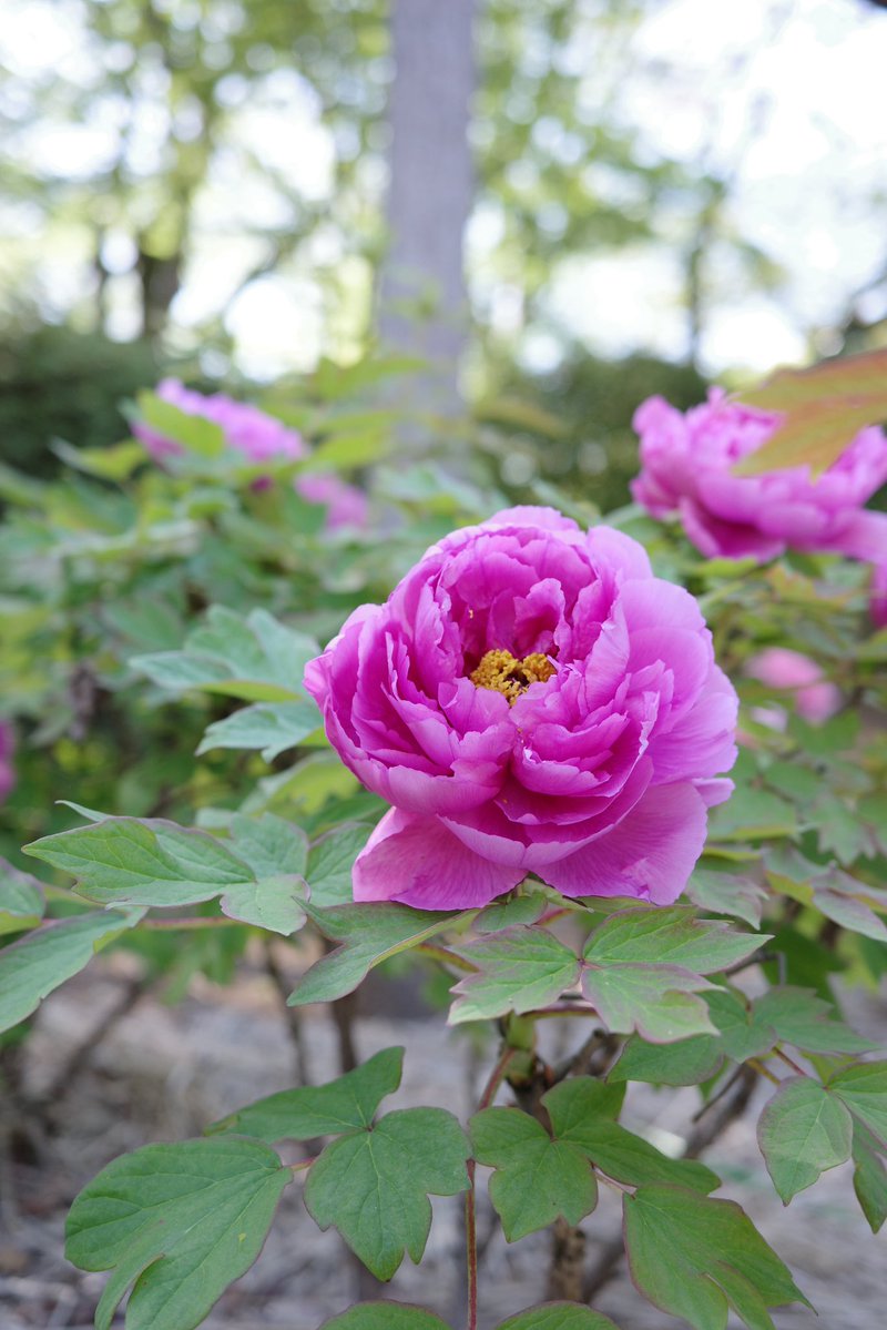 vurebis(ブレビス) tweet media