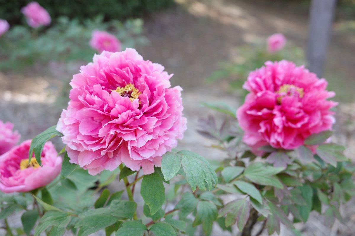 vurebis(ブレビス) tweet media