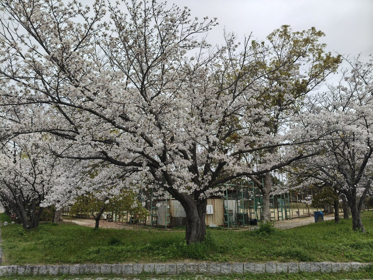 けろっぴ🍣(*´･ω･｀) tweet media