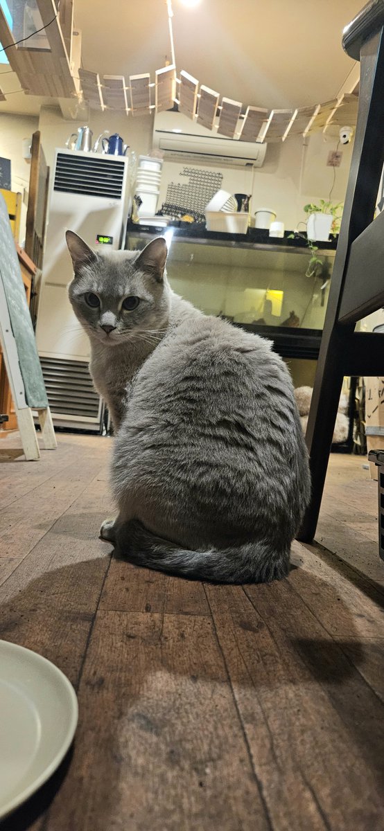 いつもの猫カフェ
ドアップさんは最近ケージ生活らしい
B米さんの顔まるくない？おやつ出したら席空けてほしいそうな顔していた