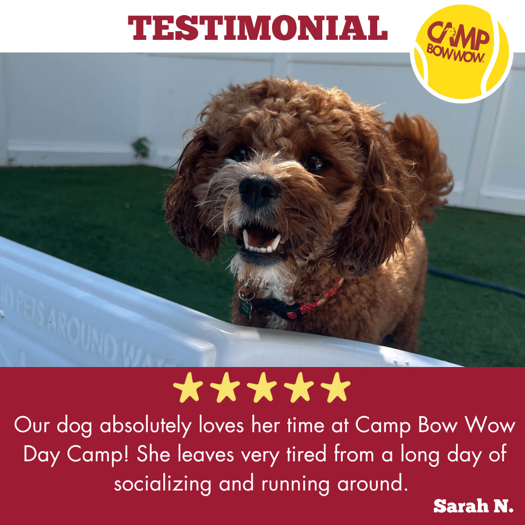 CBWBrightonMi's tweet image. Your kind words make our tails wag! 🦴 We love making Camp a second home for your pup. #HappyCampers #DayCamp #CampBowWow