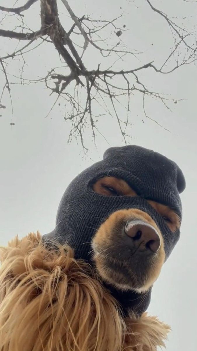 Sam Graphic tweet media