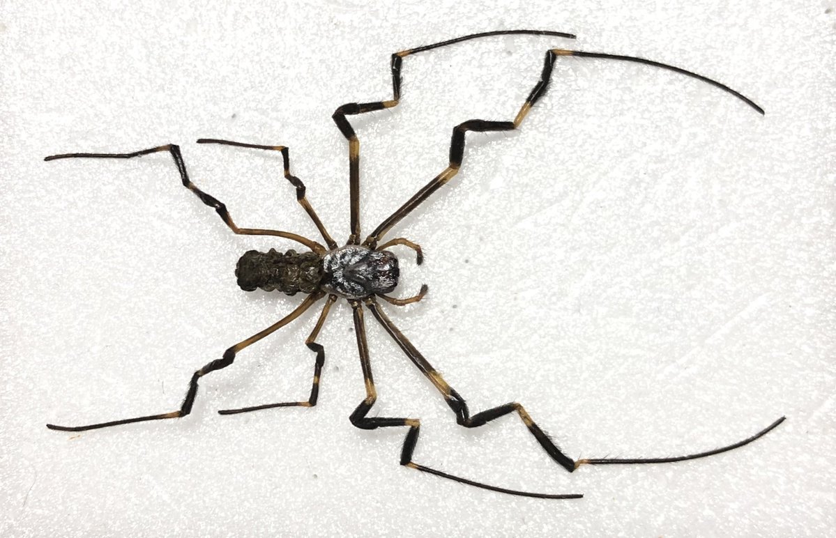 piece_of_trash4's tweet image. 何かのロゴに使えそうな形